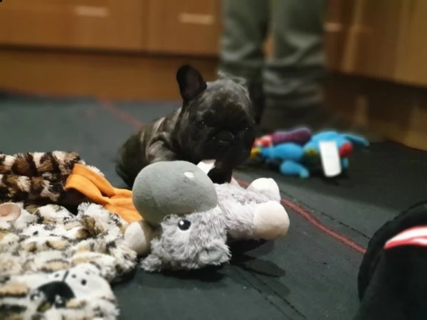 disponibile cucciolata di bull francesi  | Foto 1