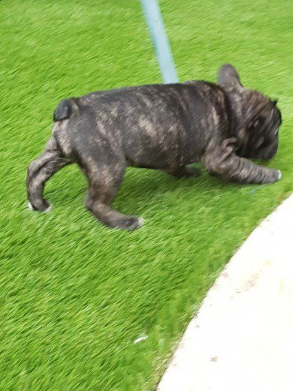 disponibile cucciolata di bull francesi 