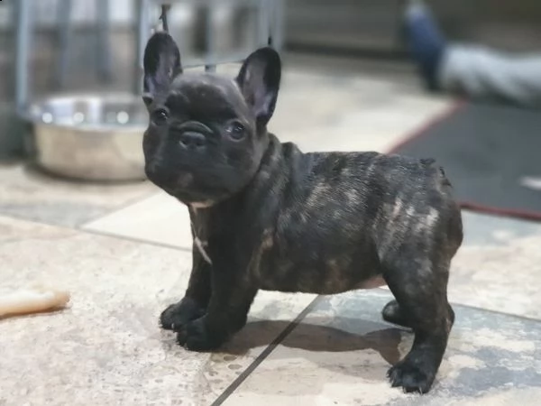 disponibile cucciolata di bull francesi  | Foto 0