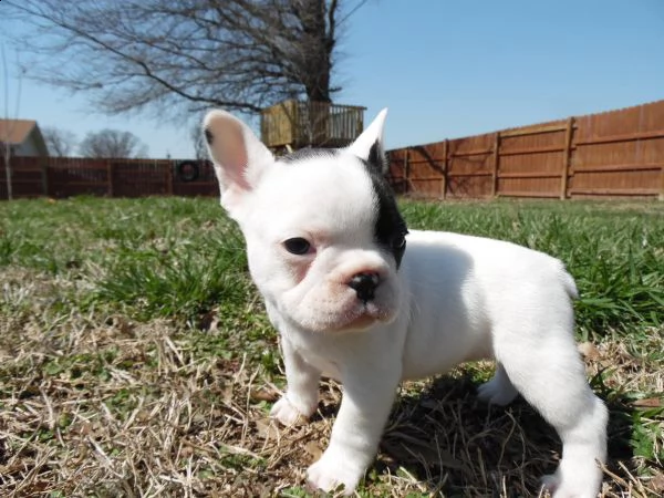 cucciolatti buoledogue francesi caille (bianco/nero) | Foto 1