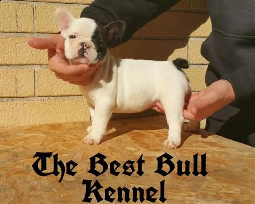 cucciolatti buoledogue francesi caille (bianco/nero)