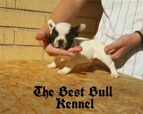 cucciolatti buoledogue francesi caille (bianco/nero) | Foto 0