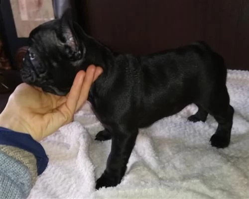 cucciola di bouledogue francese pedigree enci roi | Foto 2