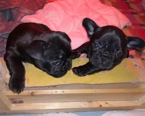 cucciola di bouledogue francese pedigree enci roi | Foto 1