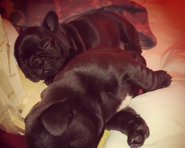 cucciola di bouledogue francese pedigree enci roi | Foto 0