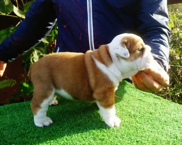 bulldog inglese cuccioli