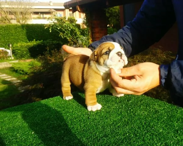 bulldog inglese cuccioli | Foto 1