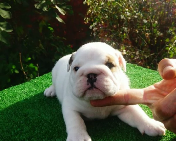 bulldog inglese cuccioli | Foto 0