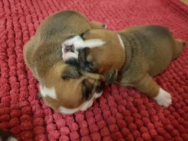 buldog inglese disponibili, 75 giorni  | Foto 0
