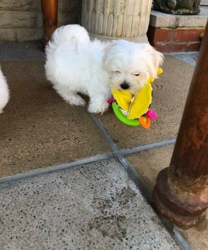 bichon frisé cuccioli