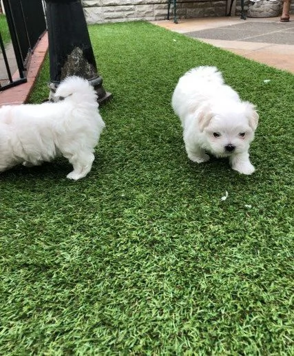 bichon frisé cuccioli | Foto 2