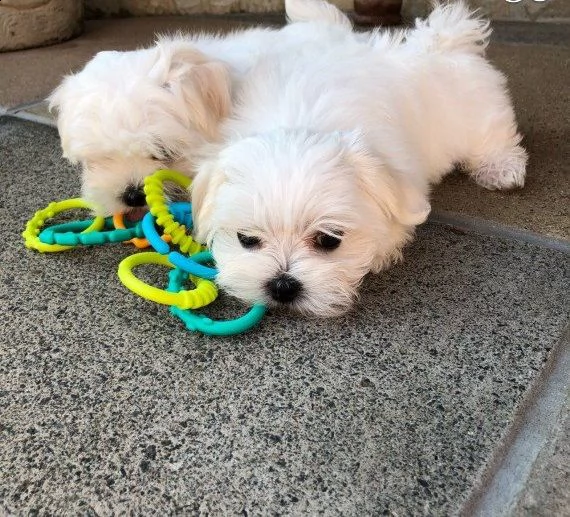 bichon frisé cuccioli | Foto 1