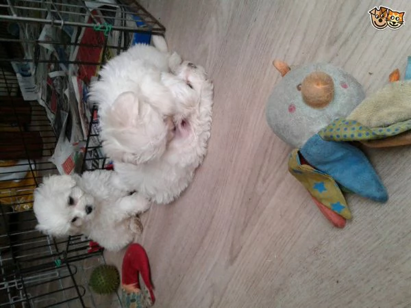 bichon frisé cuccioli | Foto 0