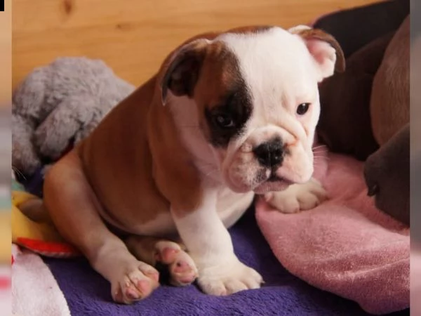 cuccioli bulldog inglese 