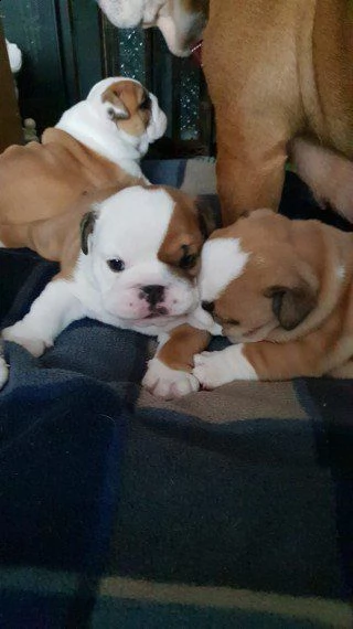 cuccioli bulldog inglese  | Foto 2