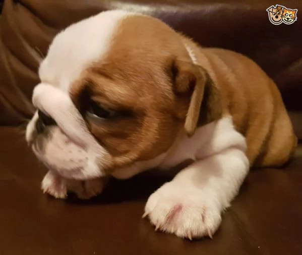cuccioli bulldog inglese  | Foto 1
