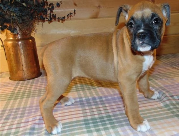disponibili splendide cucciole boxer fulve | Foto 0