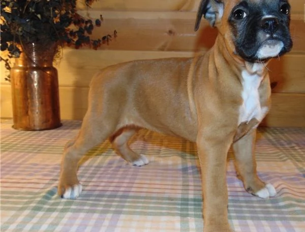 disponibili splendide cucciole boxer fulve