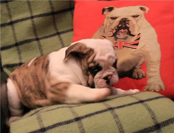 cuccioli di bulldog inglese | Foto 1