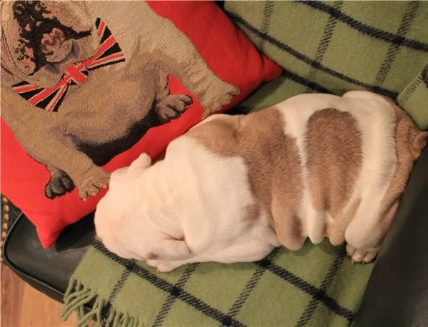 cuccioli di bulldog inglese | Foto 0
