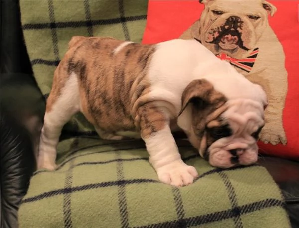 cuccioli di bulldog inglese