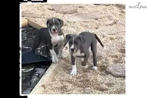 american pitbull terrier