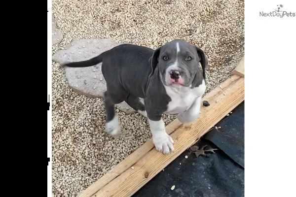 american pitbull terrier | Foto 1