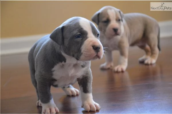 american pitbull terrier | Foto 0