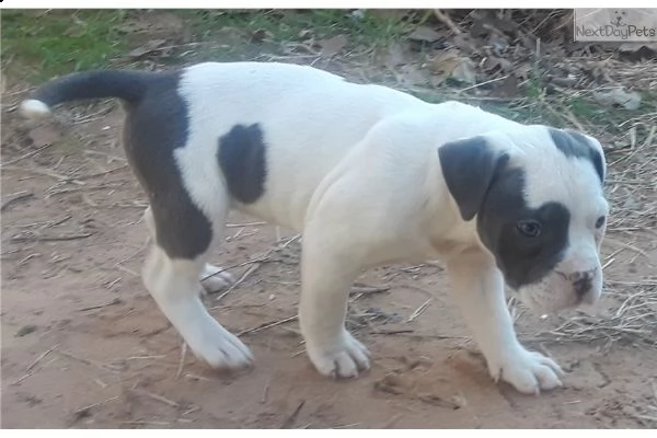 disponibili cuccioli pitbull