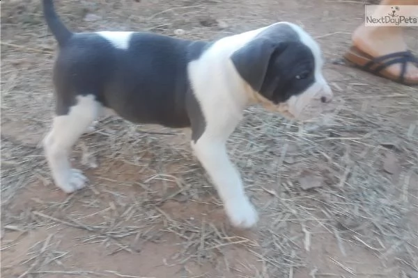 disponibili cuccioli pitbull | Foto 1