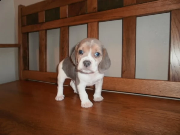 cuccioli amorosi di beagle pronti per la loro nuova casa | Foto 1