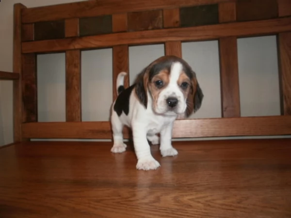 cuccioli amorosi di beagle pronti per la loro nuova casa