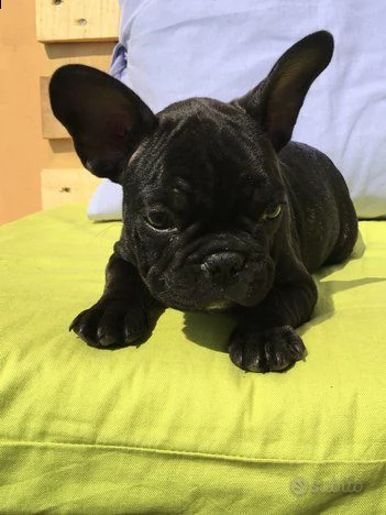 bulldog francesi bianco e blu / blu