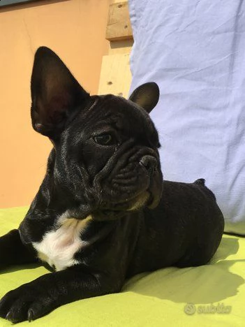 bulldog francesi bianco e blu / blu | Foto 1