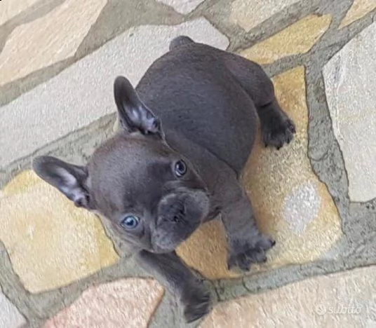 bulldog francesi bianco e blu / blu | Foto 0
