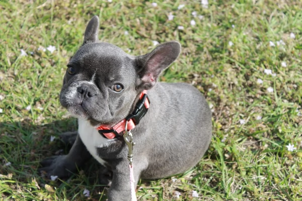 bulldog francese poetico blue femminile lucy