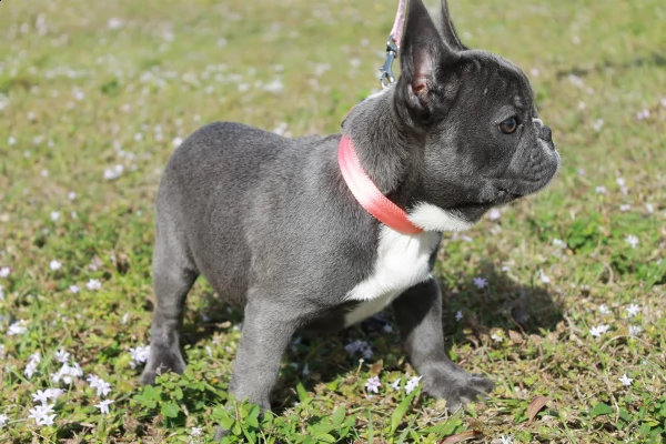 bulldog francese poetico blue femminile lucy | Foto 0