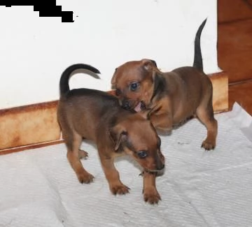cuccioli di pinscher disponibili | Foto 0