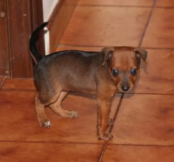 cuccioli di pinscher disponibili