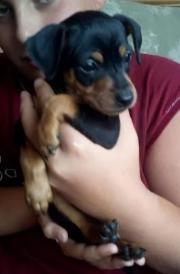 pinscher nano bellissimi cuccioli | Foto 0
