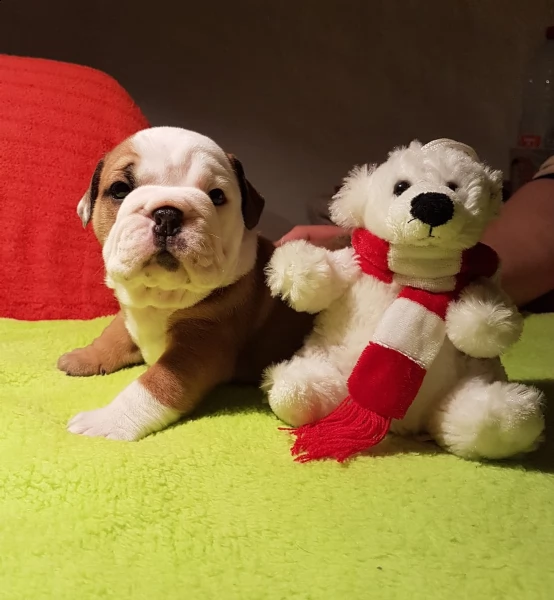 disponibili cuccioli di bulldog inglese 