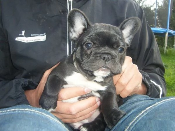 cuccioli di bulldog francesi