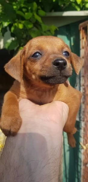 Cuccioli pinscher 