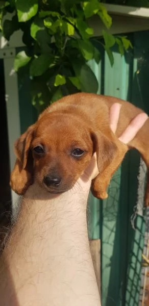 Cuccioli pinscher  | Foto 1