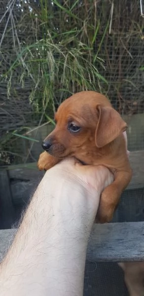 Cuccioli pinscher  | Foto 0