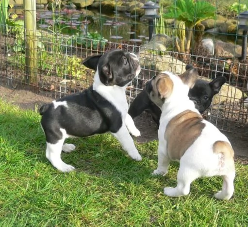bulldog - bouledogue francese bianchi e cioccolato cuccioli