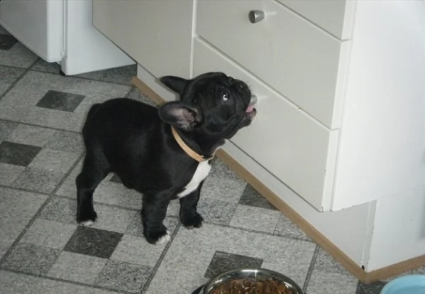 bulldog - bouledogue francese bianchi e cioccolato cuccioli | Foto 2