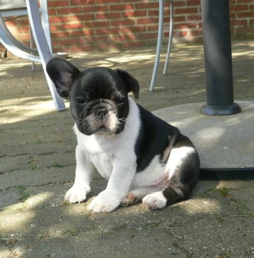 bulldog - bouledogue francese bianchi e cioccolato cuccioli | Foto 1