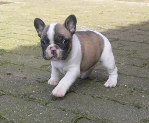 bulldog - bouledogue francese bianchi e cioccolato cuccioli | Foto 0