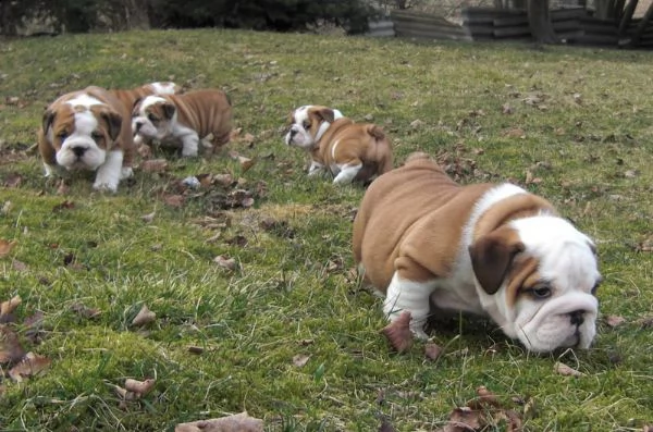 disponibili questi meravigliosi cuccioli di bulldog inglese | Foto 1